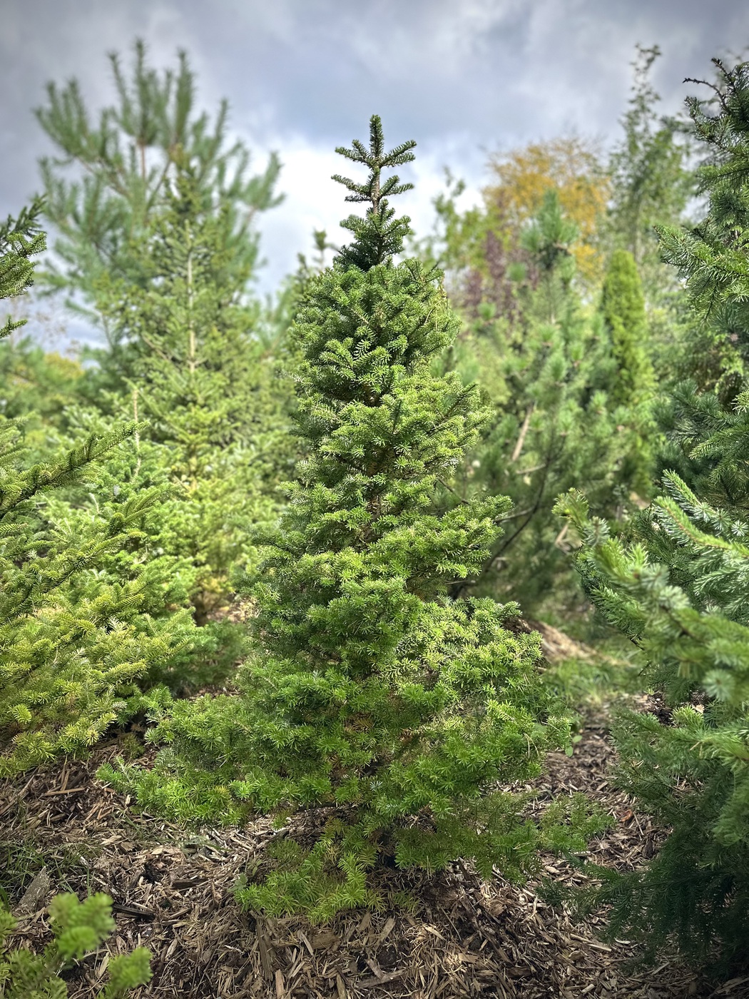 Пихта корейская