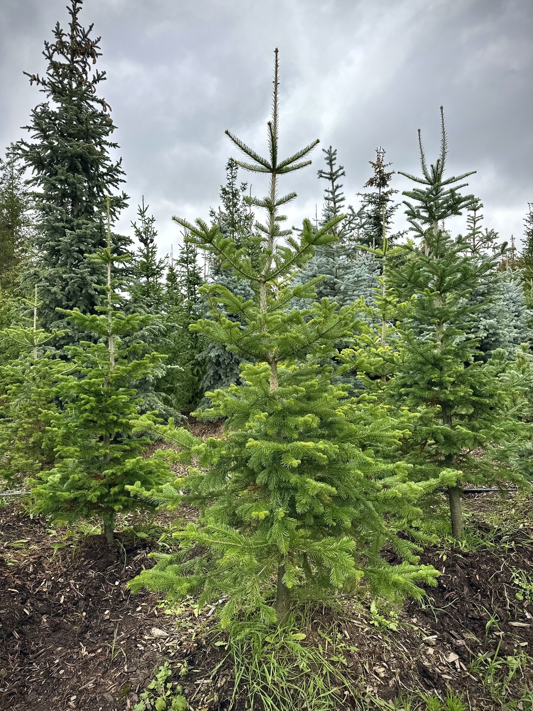 Пихта сибирская