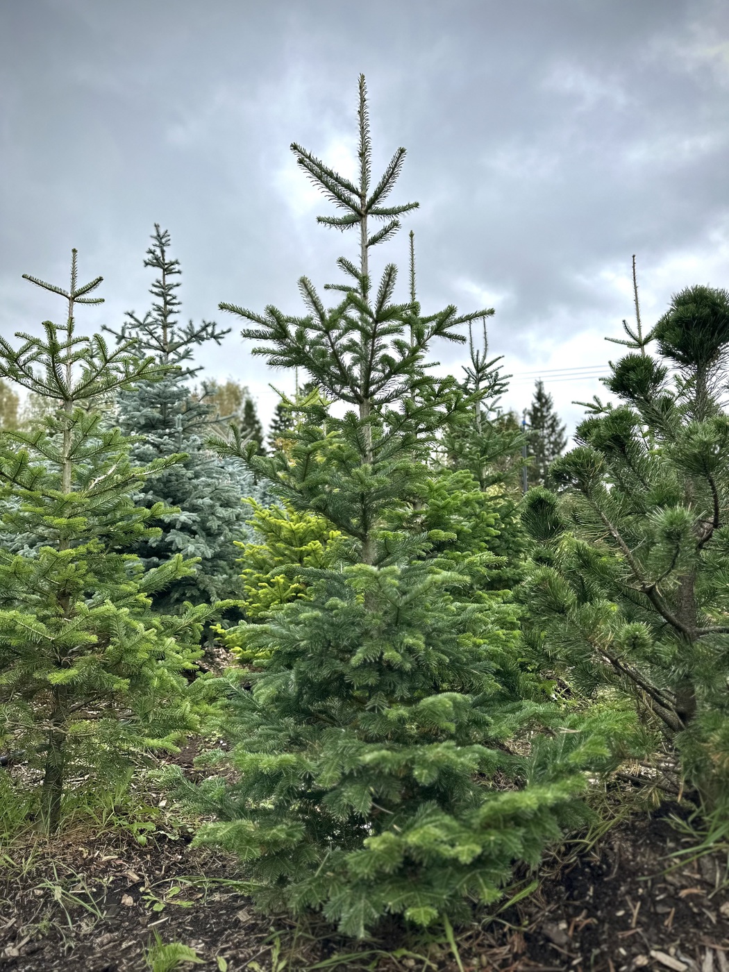 Пихта сибирская