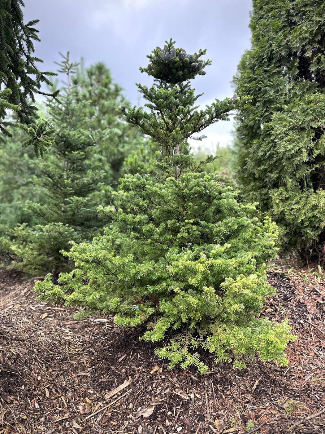 Пихта корейская