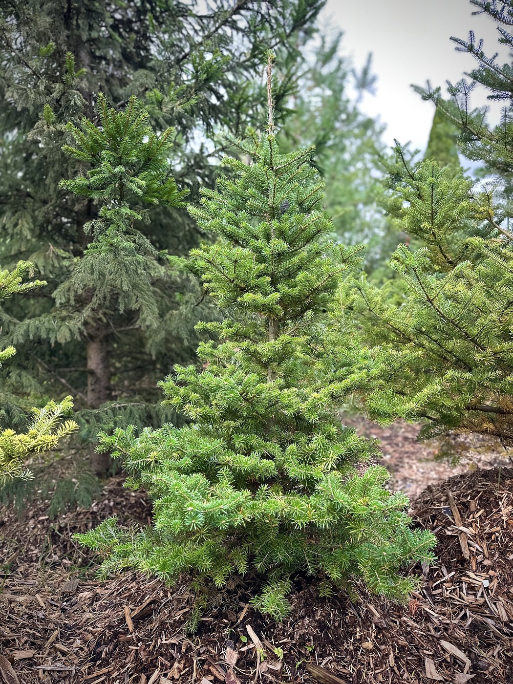 Пихта корейская