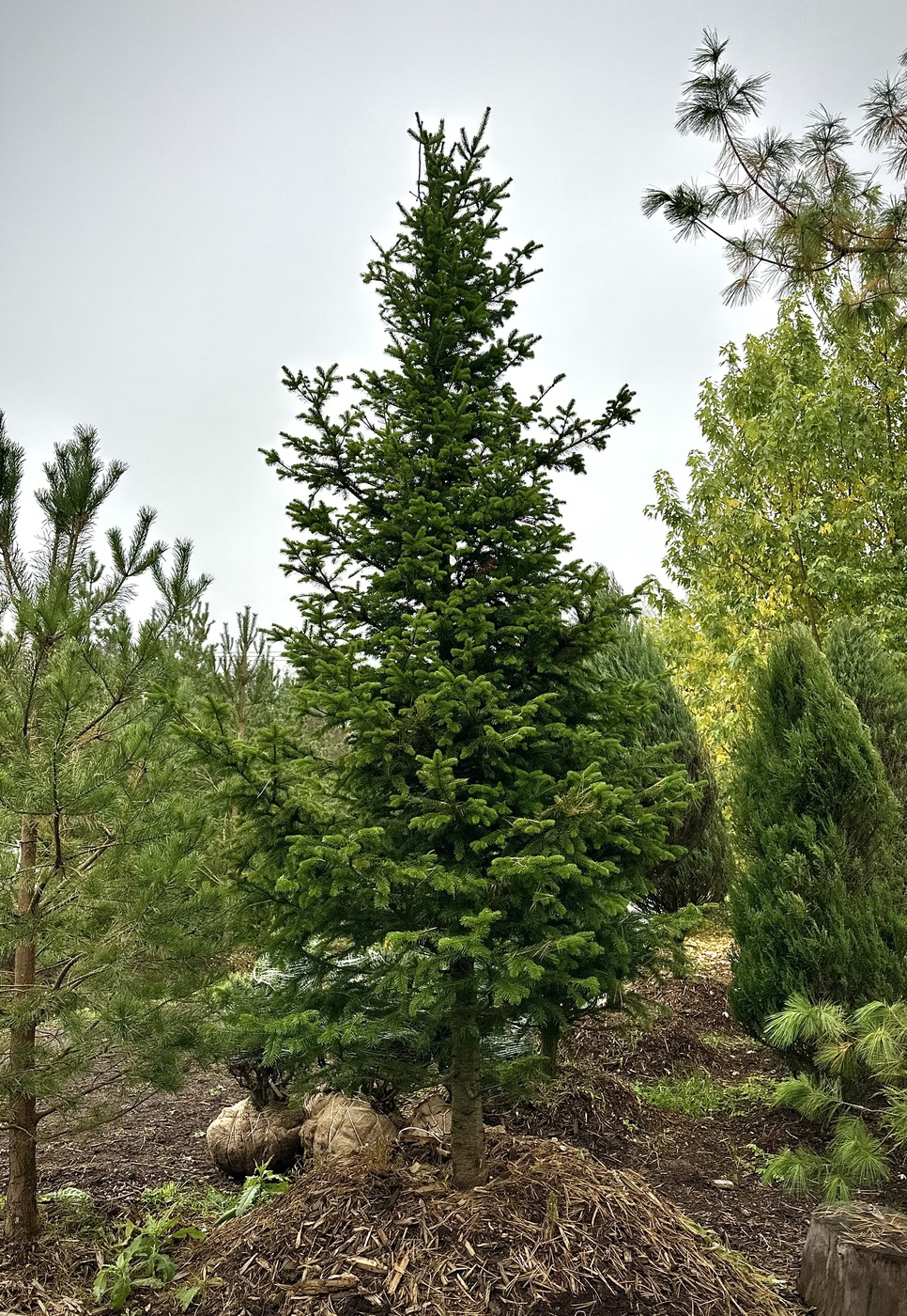 Пихта сибирская