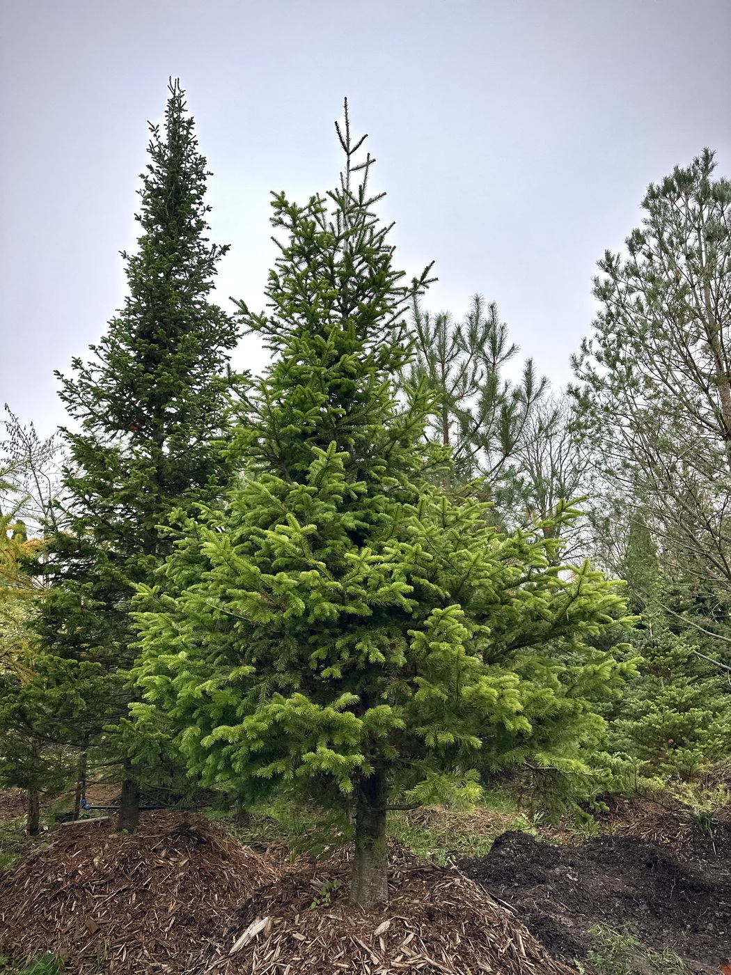 Пихта сибирская