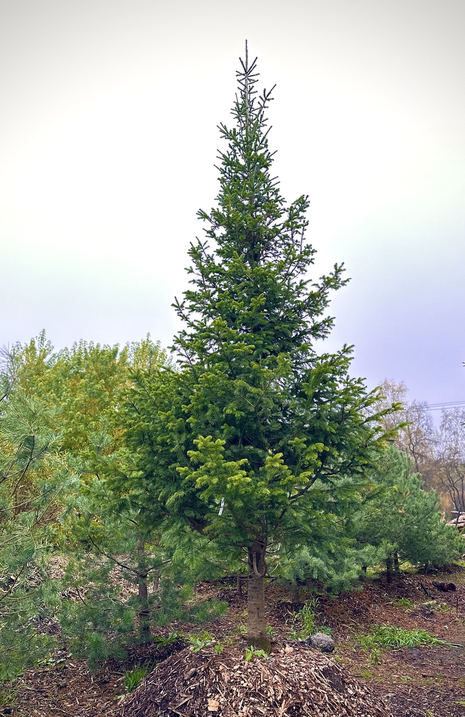 Пихта сибирская (Abies Sibirica)