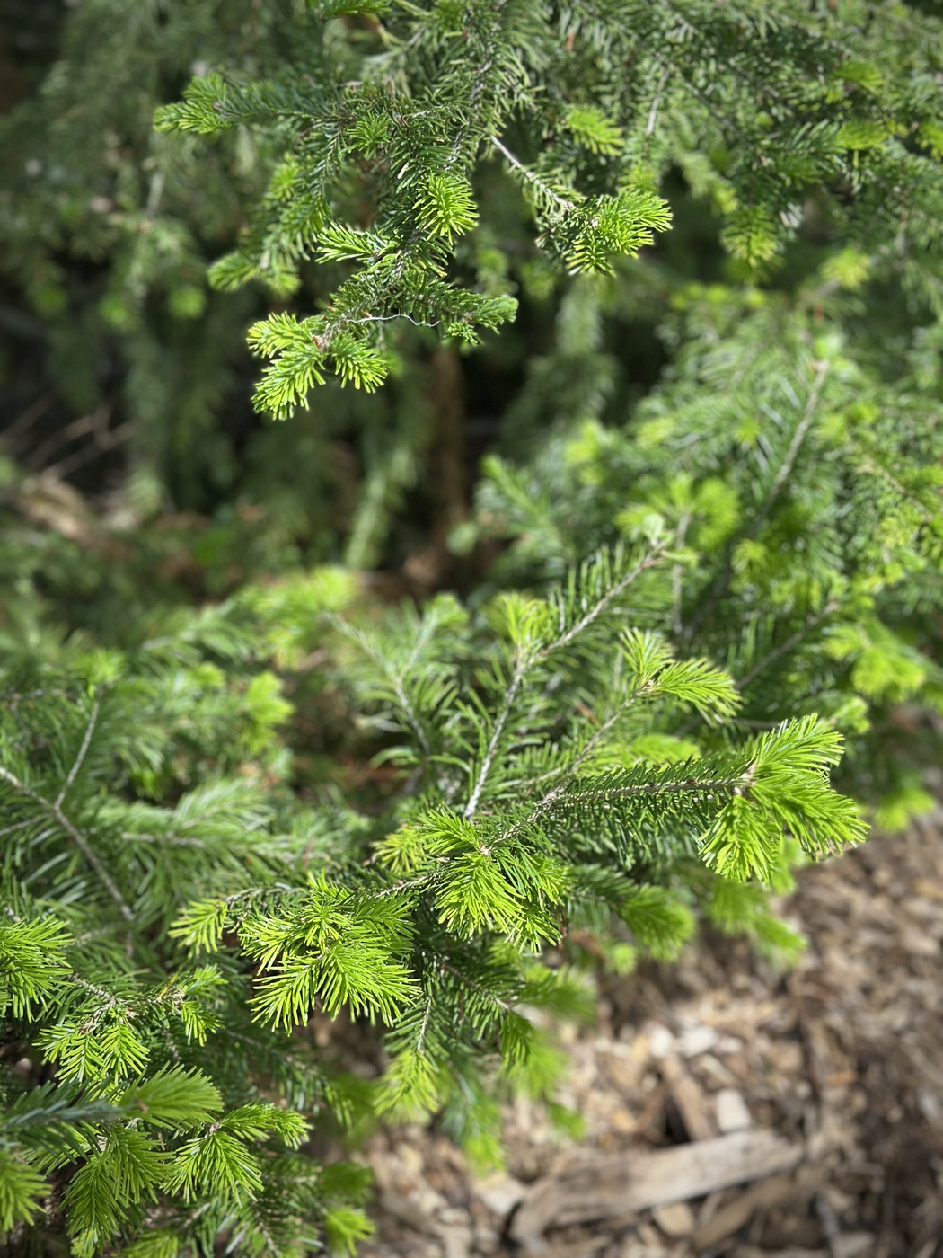 Пихта сибирская (Abies Sibirica) — изображение 2