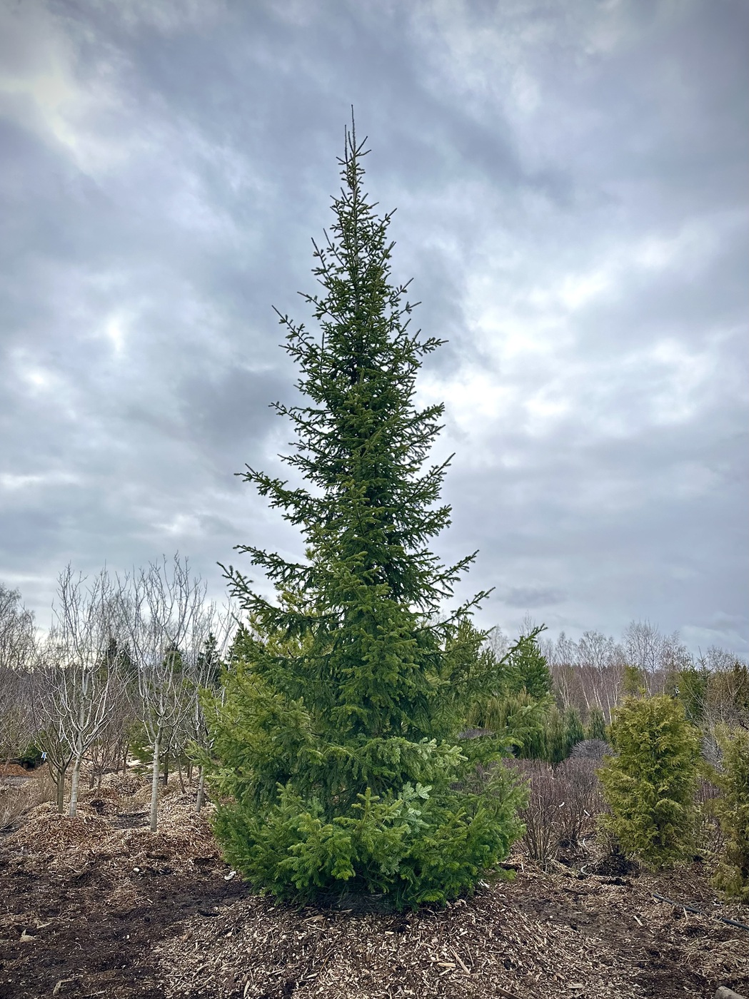 Пихта сибирская (Abies Sibirica) — изображение 3