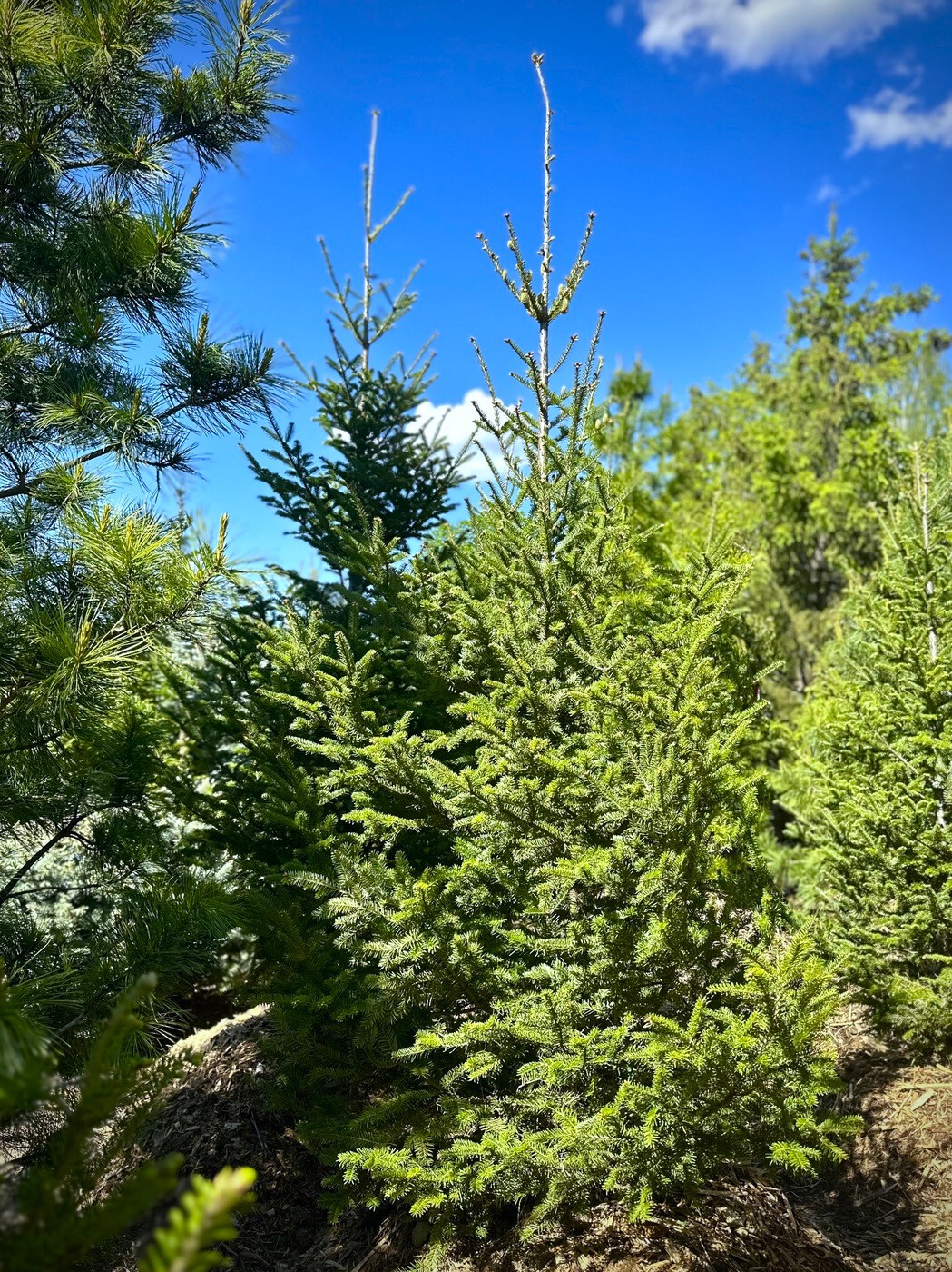 Пихта бальзамическая