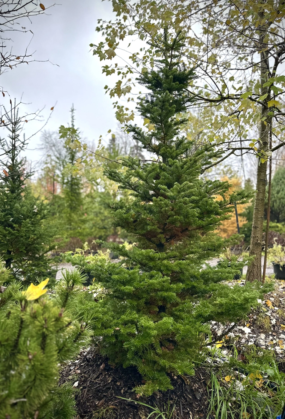 Пихта корейская