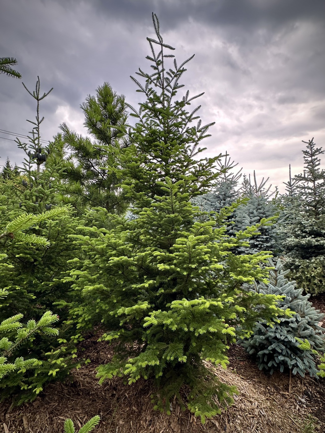 Пихта сибирская