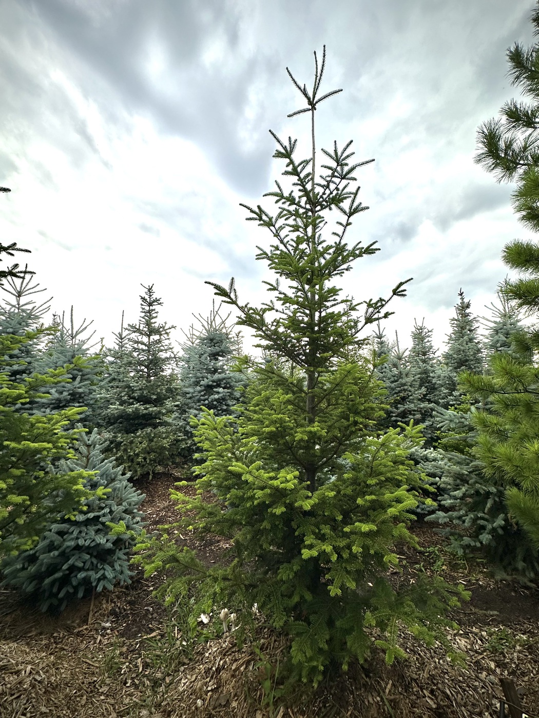 Пихта сибирская (Abies Sibirica)