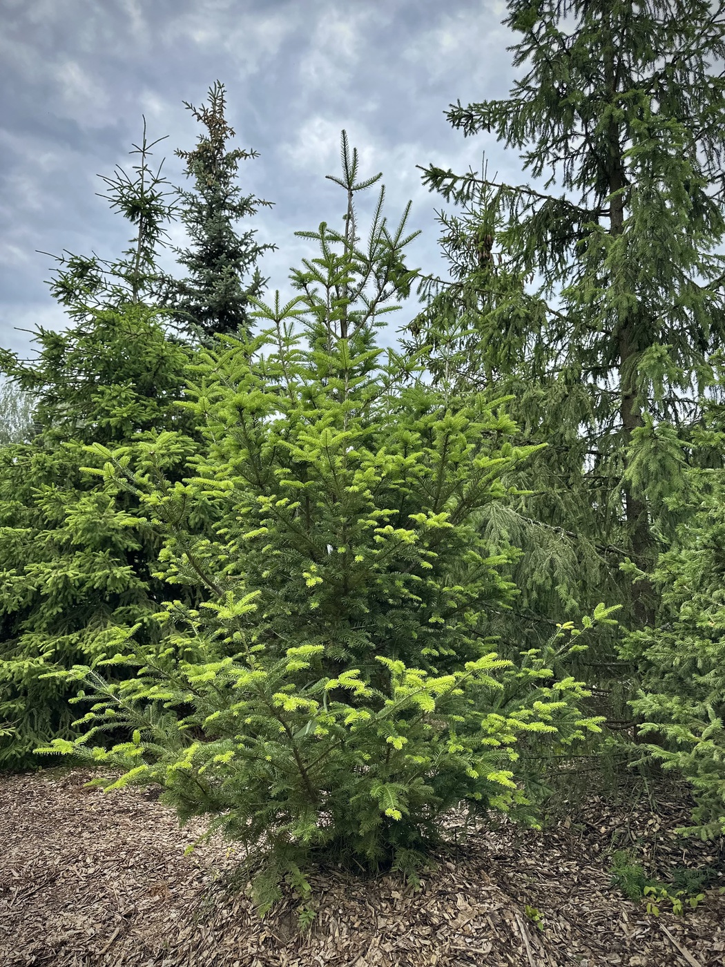 Пихта сибирская