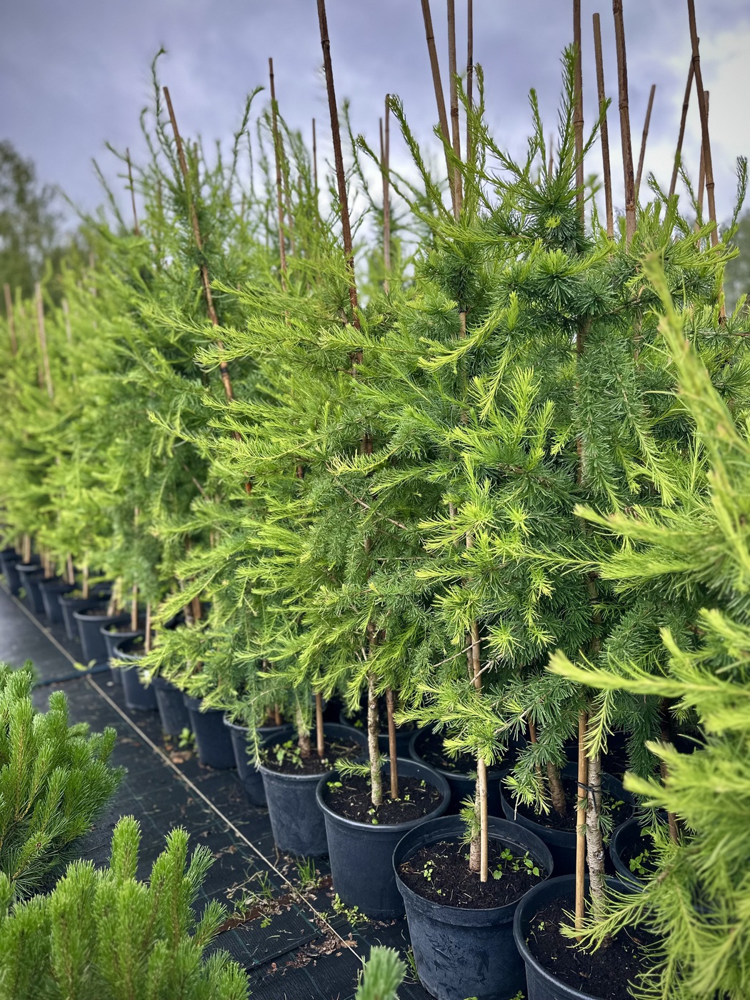 Лиственница сибирская