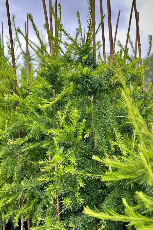 Лиственница сибирская (Larix Sibirica)