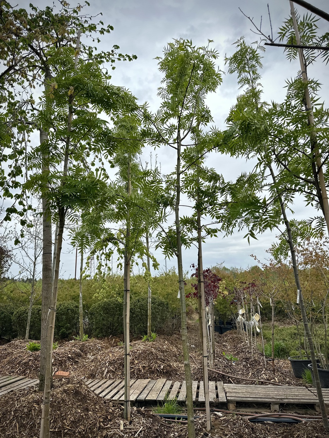 Рябина обыкновенная `Додонг``Dodong`