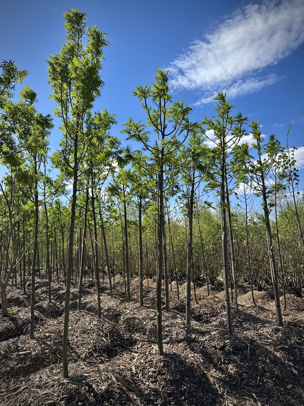 Рябина обыкновенная `Додонг``Dodong`