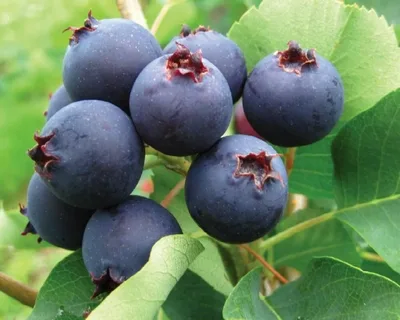 Ирга ольхолистная `Слейт` `Sleyt`