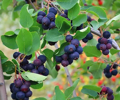 Ирга ольхолистная `Сластена`