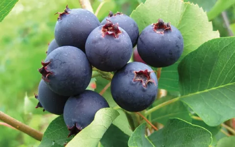 Ирга ольхолистная `Тиссен` `Tiessen`