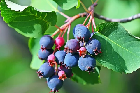 Ирга канадская `Менден` `Mandan`