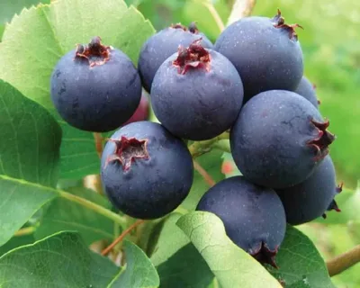 Ирга канадская `Северный Полюс`