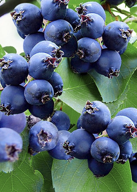 Ирга канадская `Мартин` `Martin`