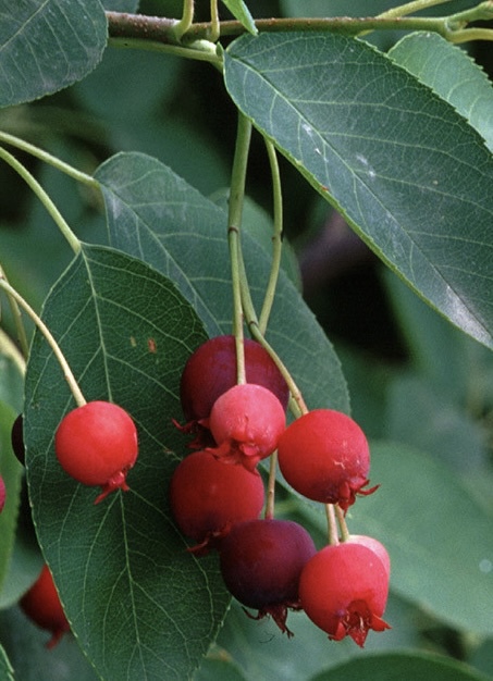 Ирга канадская `Балерина` `Balerina`