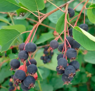 Ирга канадская `Смоуки` `Smoky`