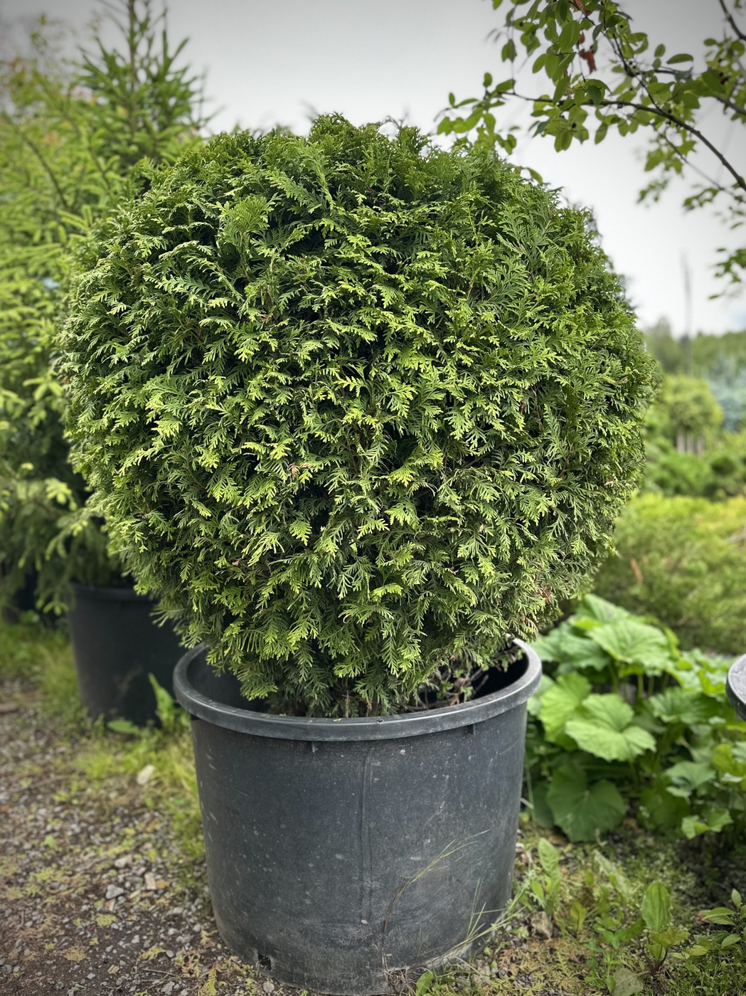 Туя западная `Брабант` `Brabant` ШАР