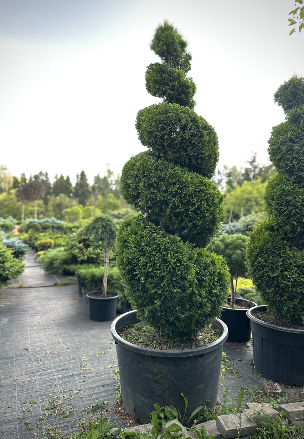 Туя западная `Смарагд` `Smaragd` СПИРАЛЬ