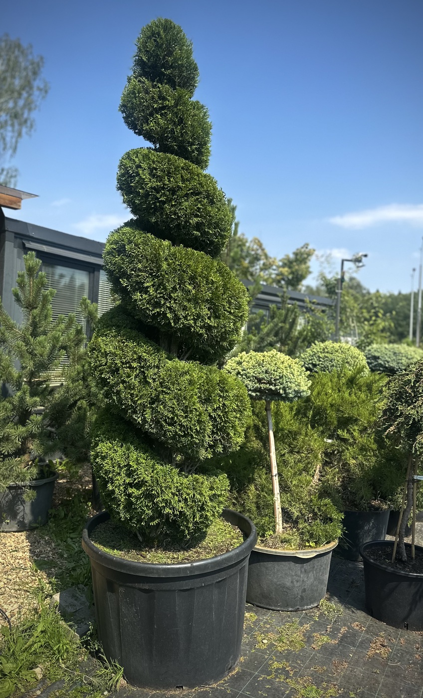 Туя западная `Смарагд` `Smaragd` СПИРАЛЬ