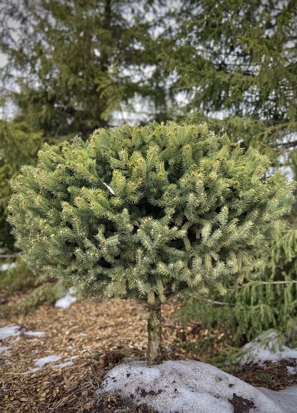 Ель колючая `Глаука` `Glauca` Green Art