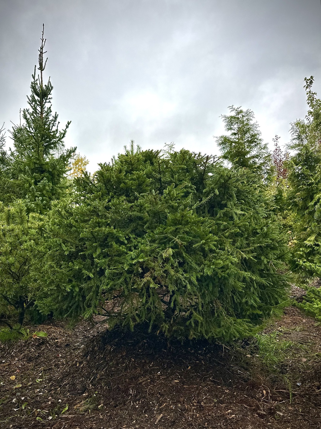 Ель обыкновенная ШАР