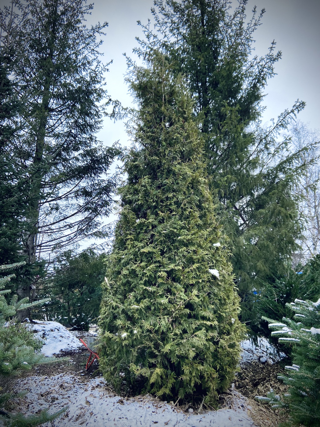 Туя западная `Брабант` `Brabant` КОНУС