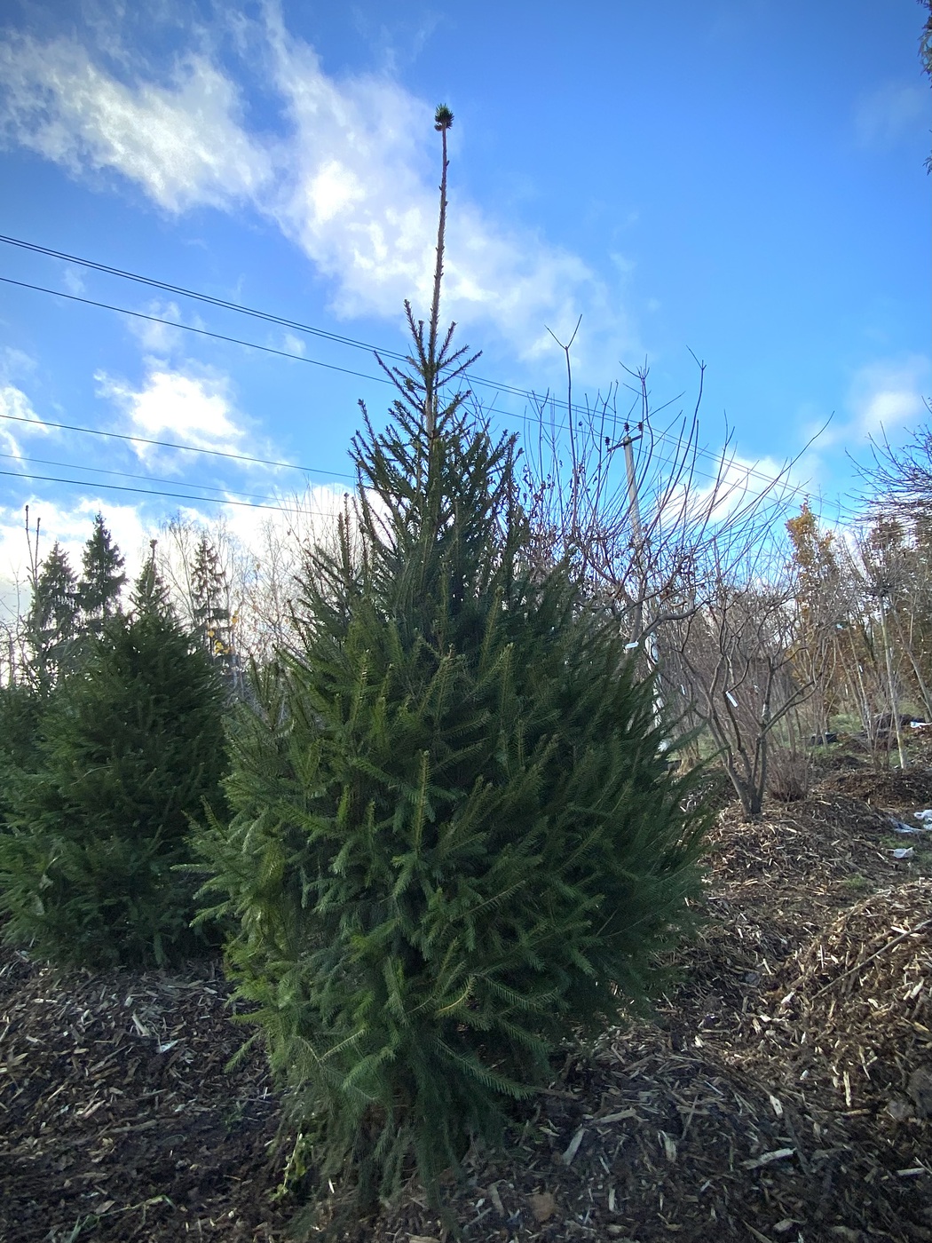 Ель обыкновенная КОНУС