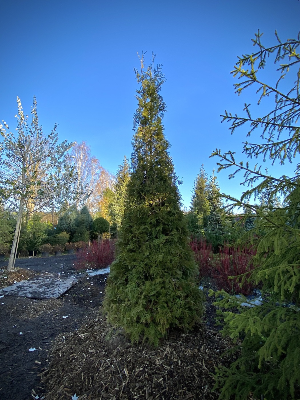 Туя западная `Брабант` `Brabant` КОНУС