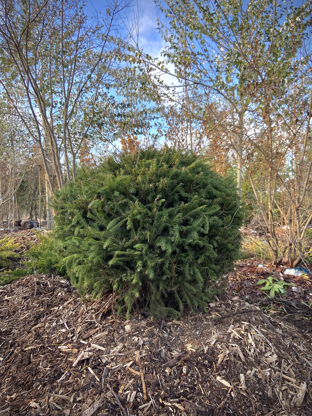 Ель обыкновенная ШАР