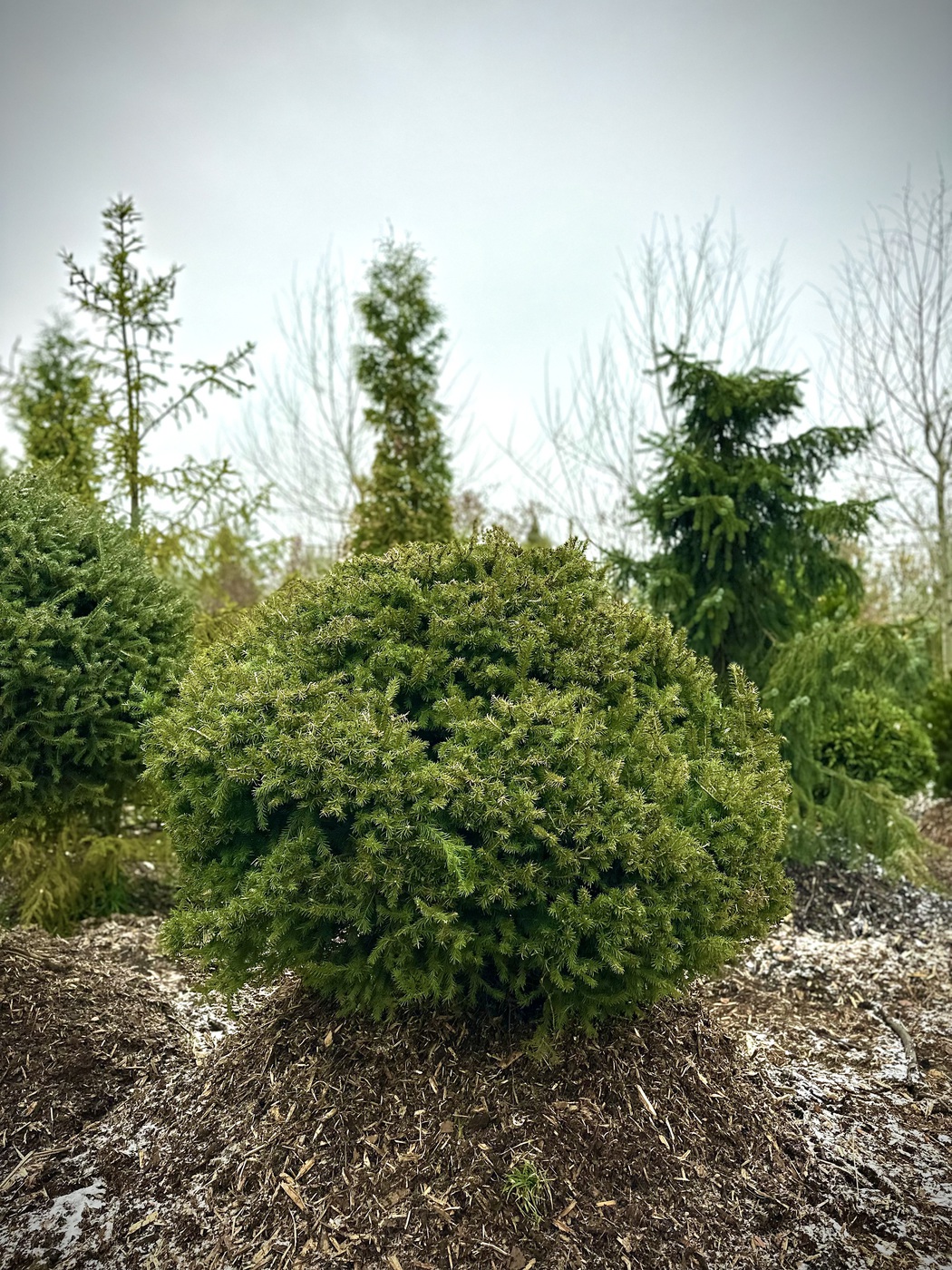 Ель обыкновенная ШАР