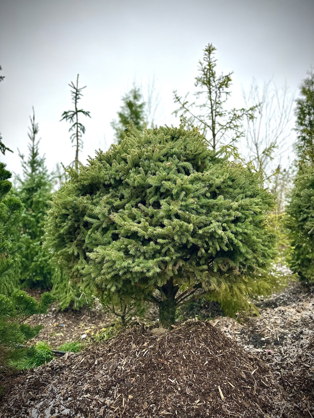 Ель сизая (канадская) ШАР