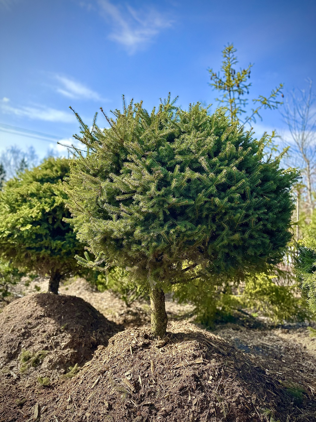 Ель сизая (канадская) ШАР