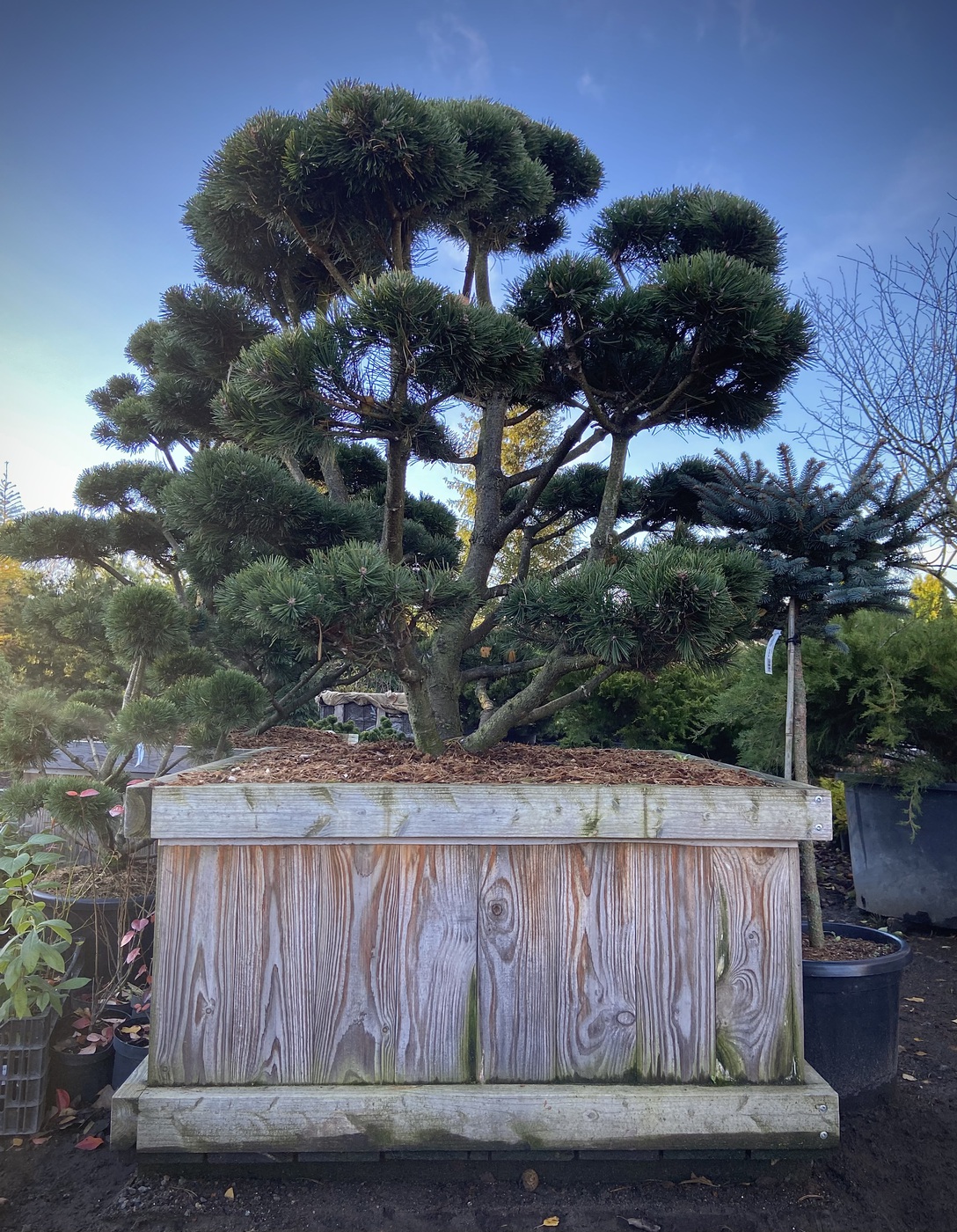 Ниваки (Садовый бонсай) Сосна горная `Гном` `Gnom`