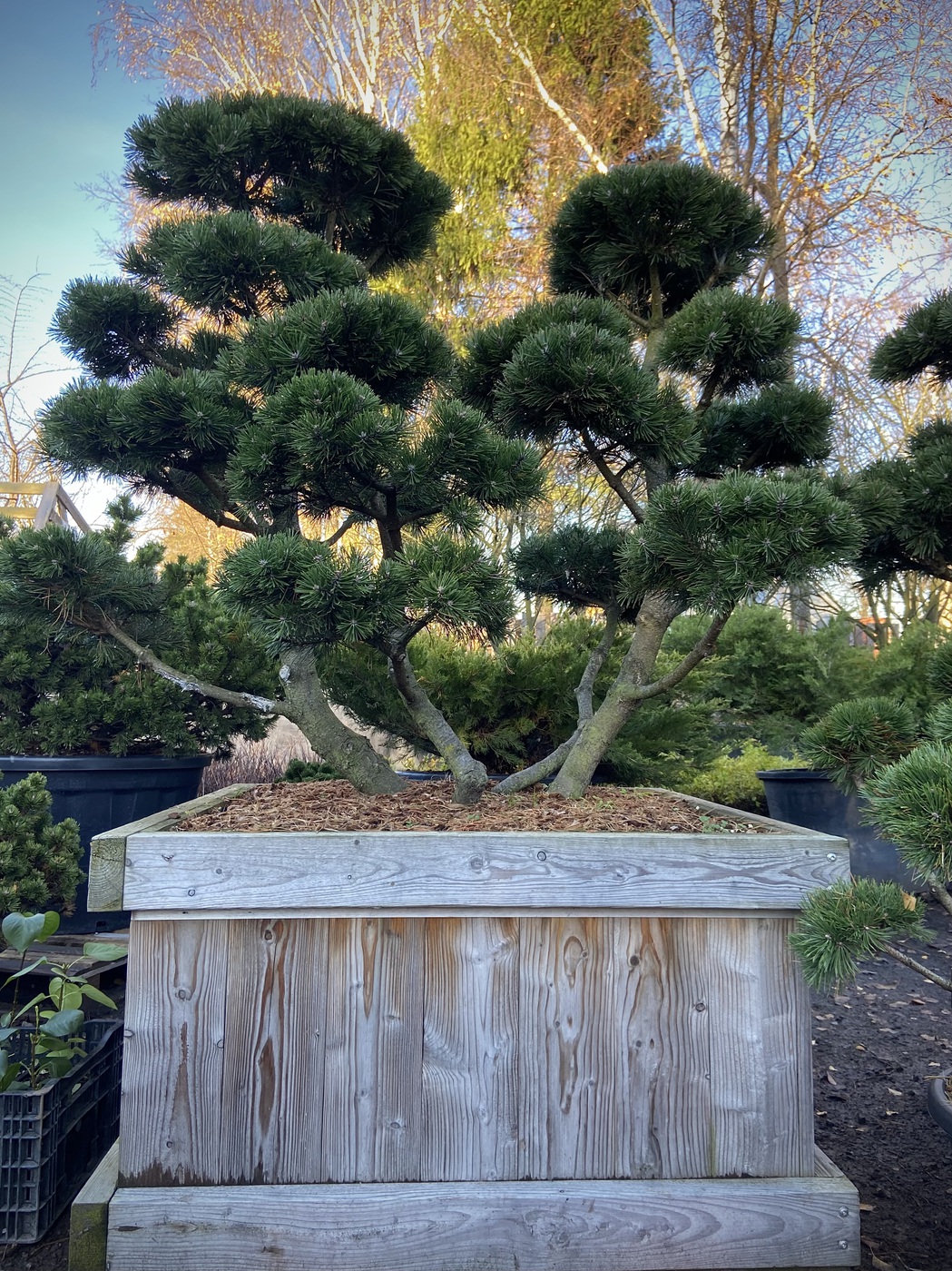 Ниваки (Садовый бонсай) Сосна горная `Гном` `Gnom`