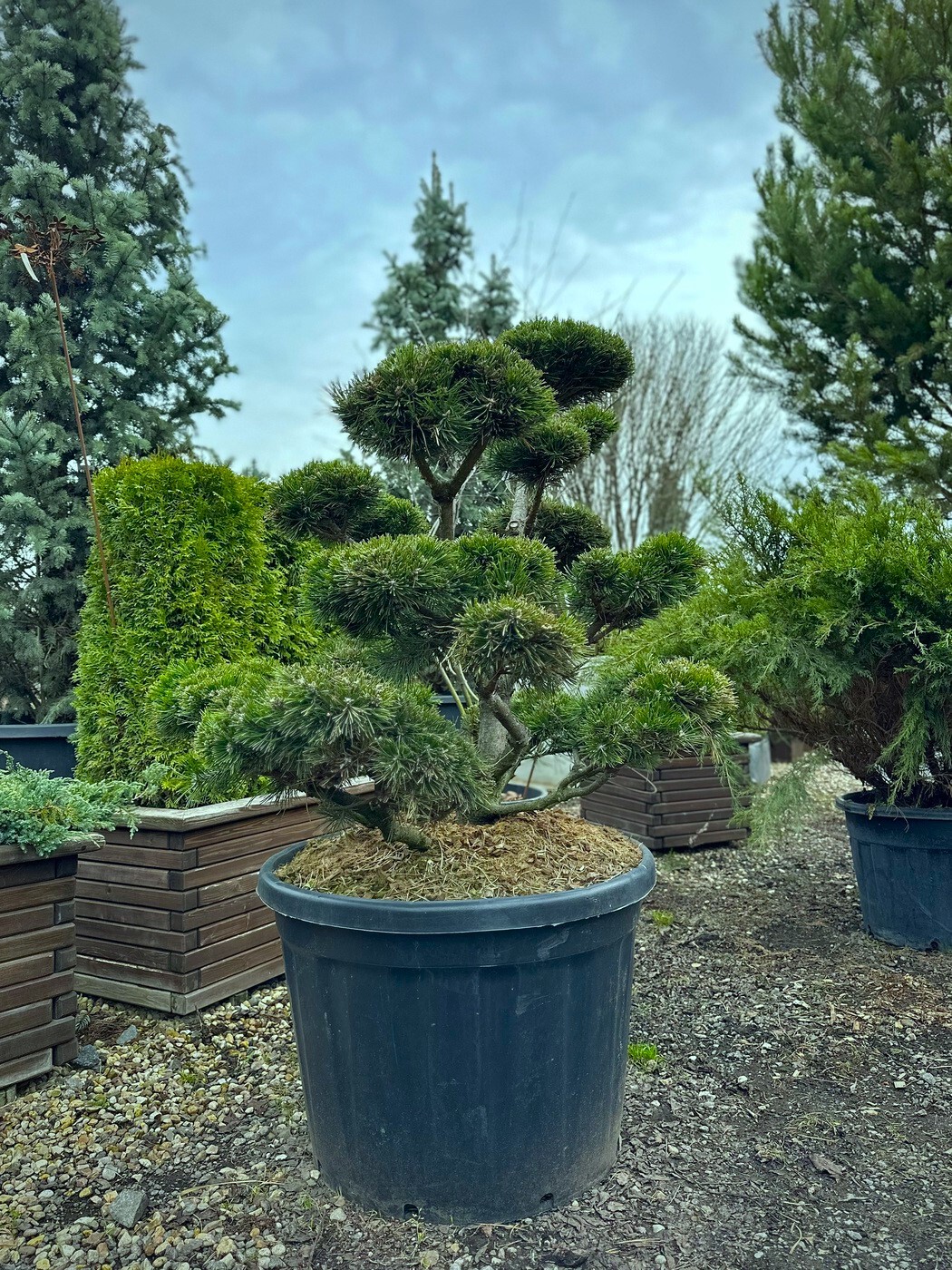 Ниваки (Садовый бонсай) Сосна горная `Гном` `Gnom`