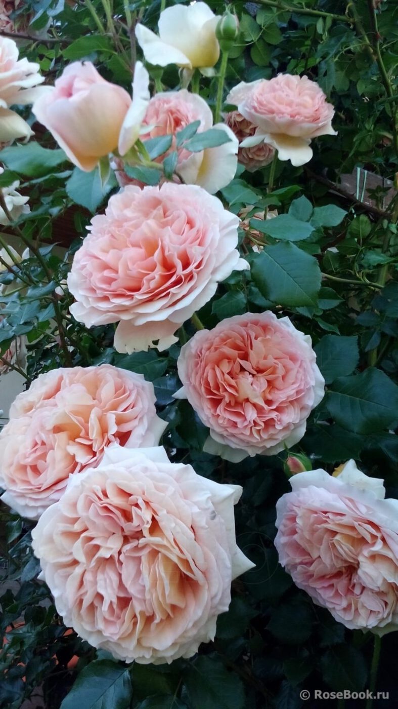 РОЗА АБРАХАМ ДЕРБИ (ABRAHAM DARBY)