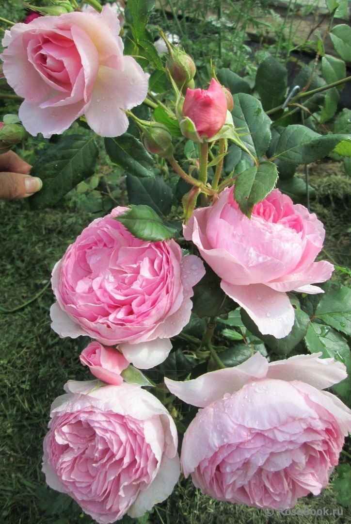 РОЗА ЗЕ ЭНШЕНТ МАРИНЕР (THE ANCIENT MARINER)