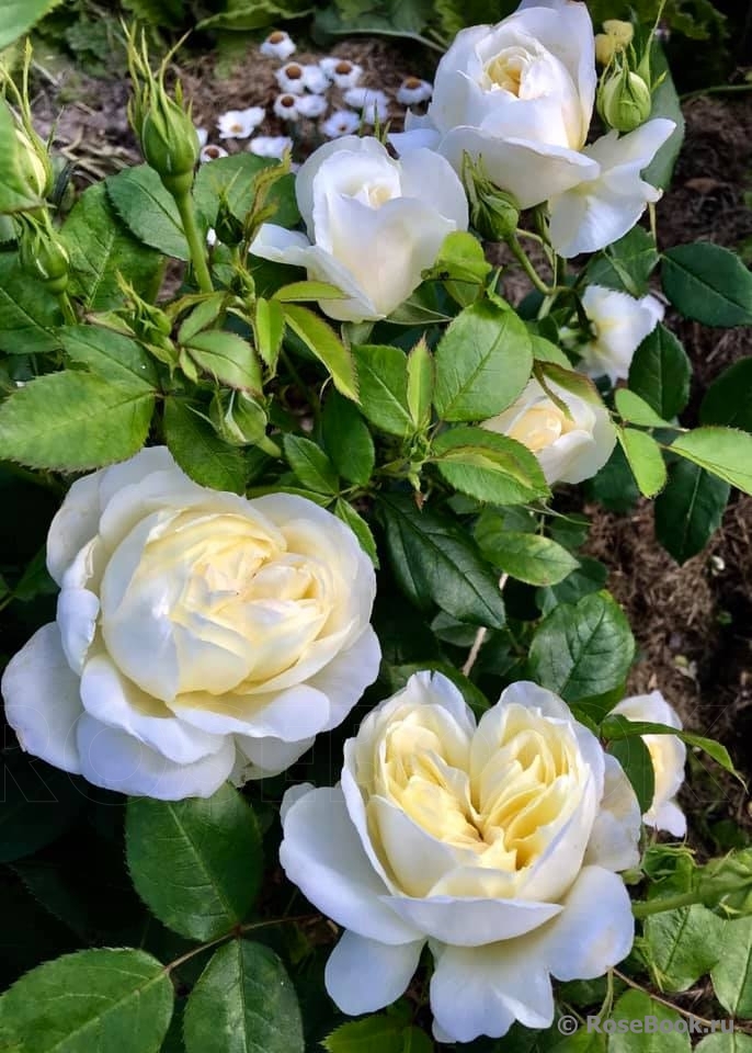 РОЗА ВАНЕССА БЕЛЛ (VANESSA BELL)