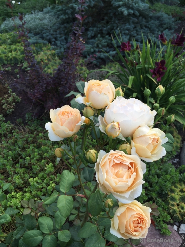 РОЗА ДЖУД ЗЕ ОБСКУР (JUDE THE OBSCURE)