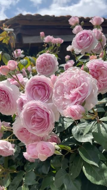 РОЗА ОЛИВИЯ РОУЗ (OLIVIA ROSE)