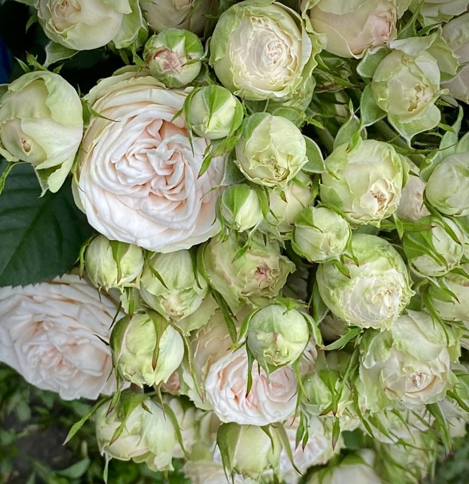 РОЗА ГАЛИНА (GALINA)