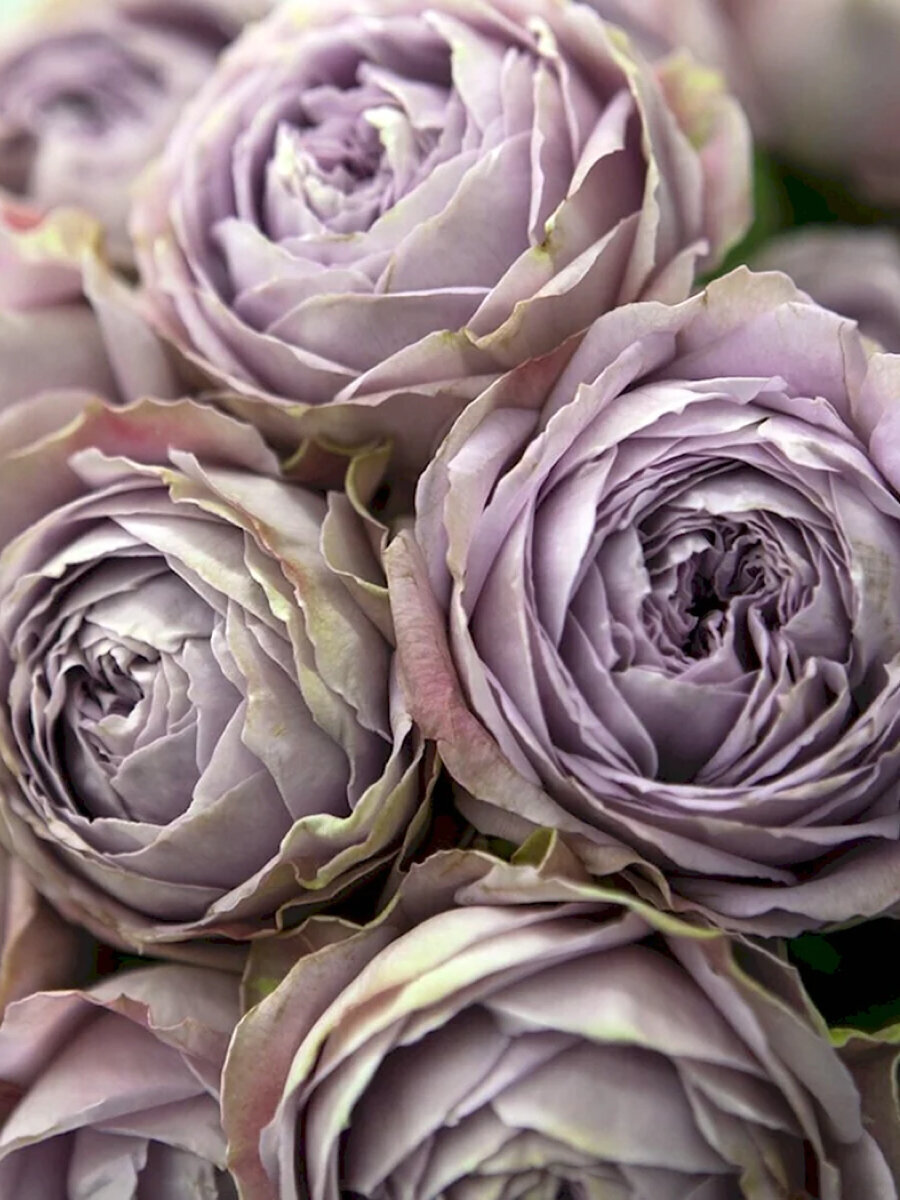 РОЗА СИЛЬВЕР ЛЕЙС (SILVER LACE)