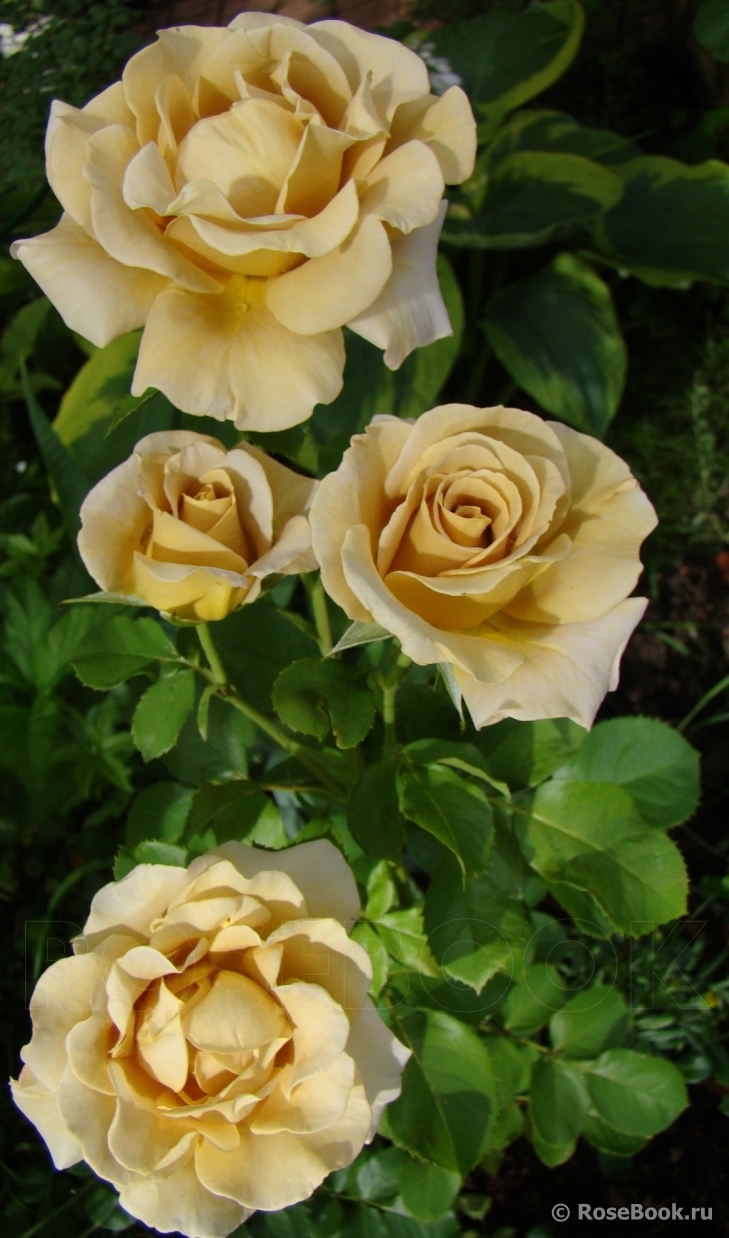 РОЗА ХАНИ ДИЖОН (HONEY DIJON)